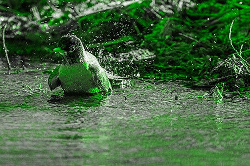 American Robin Splashing River Water (Green Tone Photo)