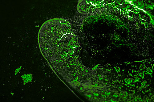 Angry Eyebrow Raised Ice Bubble Creature Bending Beside Mossy Rock (Green Tone)