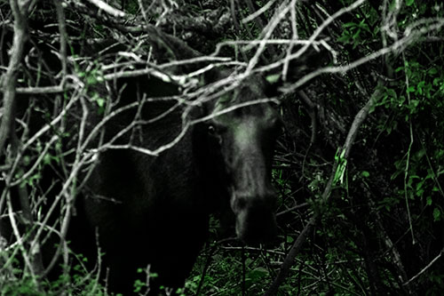 Angry Faced Moose Behind Tree Branches (Green Tone Photo)