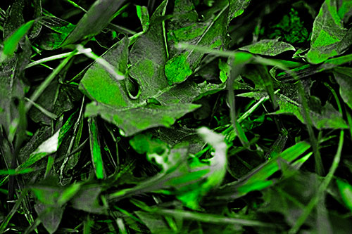 Angry Rotting Triangular Leaf Face (Green Tone)
