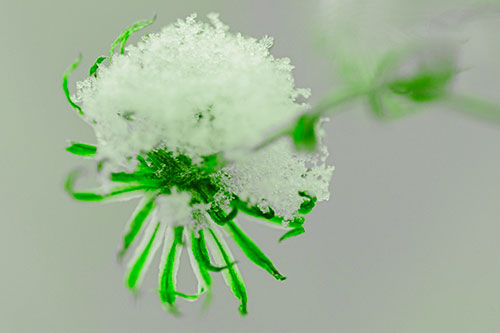 Angry Snow Faced Aster Screaming Among Cold (Green Tone Photo)