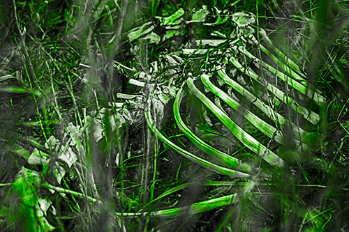 Animal Skeleton Remains Resting Beyond Plants (Green Tone)