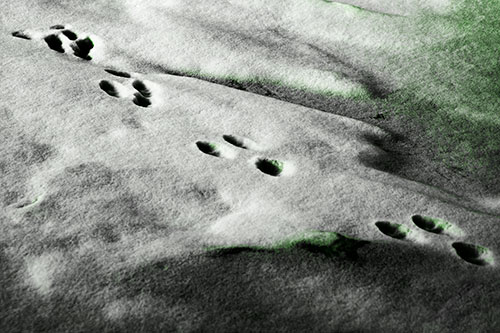 Animal Snow Footprint Trail (Green Tone Photo)