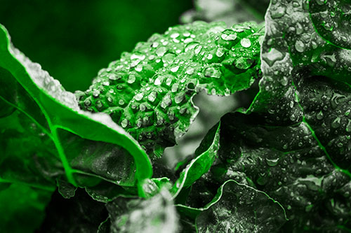 Arching Leaf Water Droplets (Green Tone Photo)