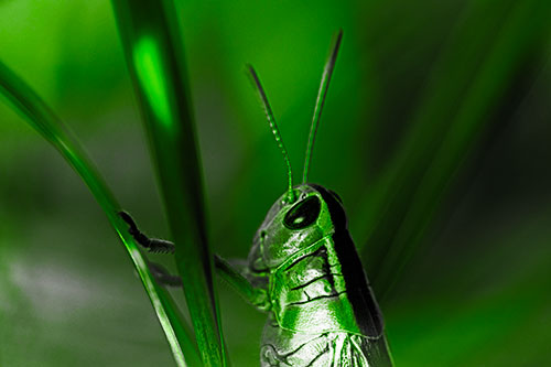 Arm Resting Grasshopper Watches Surroundings (Green Tone Photo)