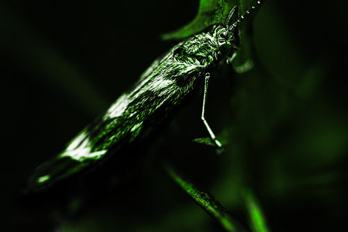 Arm Resting Leaf Blotch Miner Moth (Green Tone Photo)