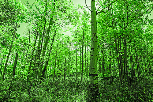 Aspen Trees Illuminate Among Sunshine (Green Tone Photo)