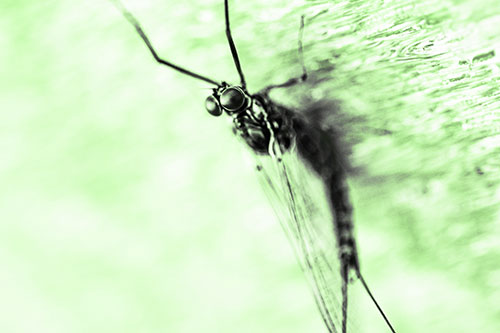 Back Bending Big Eyed Mayfly Resting (Green Tone Photo)