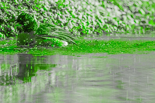 Bathing American Robin Splashing Water Along Shoreline (Green Tone Photo)