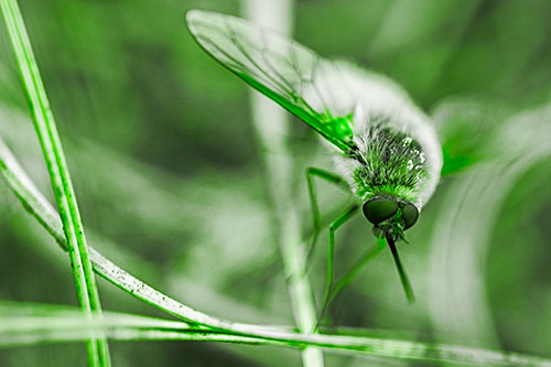 Bee Fly Balances Atop Dried Grass Blades (Green Tone)
