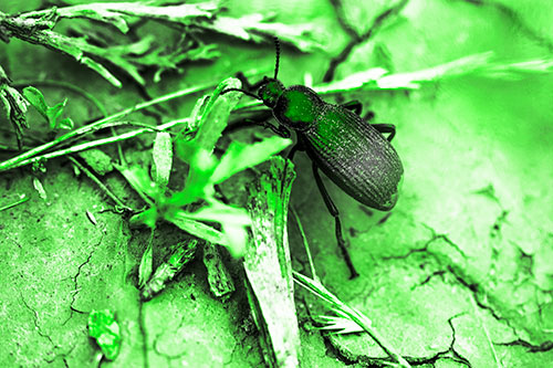Beetle Searching Dry Land For Food (Green Tone Photo)