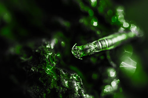 Bent Antenna Larva Slithering Across Soaked Rock (Green Tone Photo)