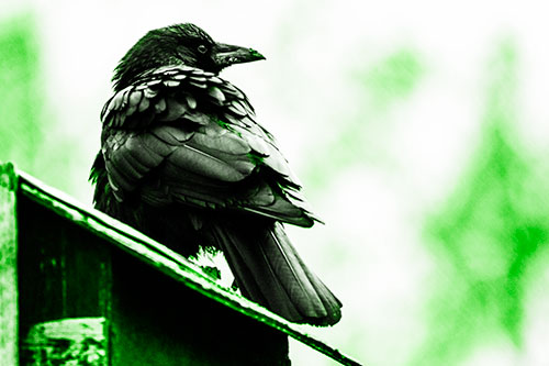 Big Crow Too Large For Bird House (Green Tone Photo)