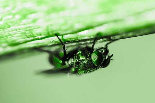 Big Eyed Blow Fly Perched Upside Down (Green Tone Photo)