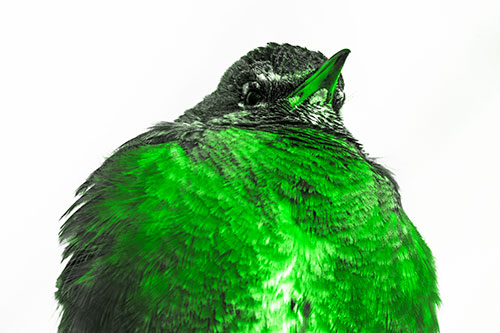 Big Puffy American Robin Enjoys Sunrise (Green Tone)