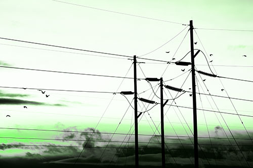 Bird Flock Flying Behind Powerline Sunset (Green Tone Photo)