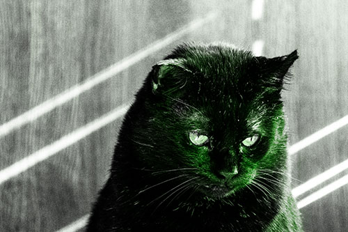 Black Cat Looking Downwards Among Sun Rays (Green Tone)