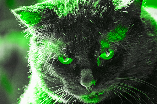 Black Cat Plotting Among Sunlight (Green Tone)
