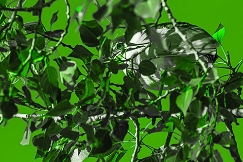 Black Crowned Night Heron Hiding Among Leaves (Green Tone)