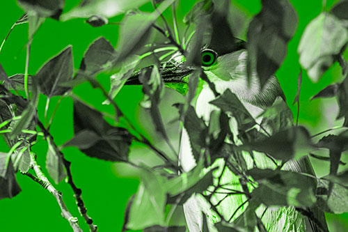 Black Crowned Night Heron Keeping Watch Among Leaves (Green Tone)