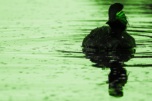 Black Necked Eared Grebe Floating Atop Lake (Green Tone)
