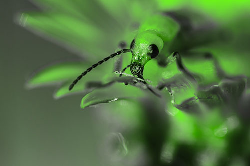 Blister Beetle Feasts Atop Gumplant Flower (Green Tone)