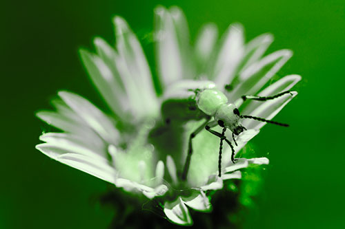 Blister Beetle Guards Gumplant Flower (Green Tone)