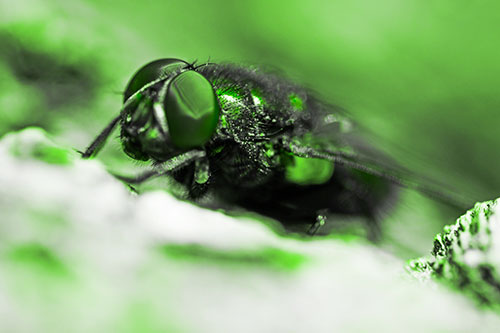 Blow Fly Resting Among Sloping Tree Bark (Green Tone Photo)