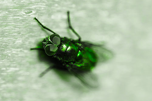 Blow Fly Spread Vertically (Green Tone Photo)