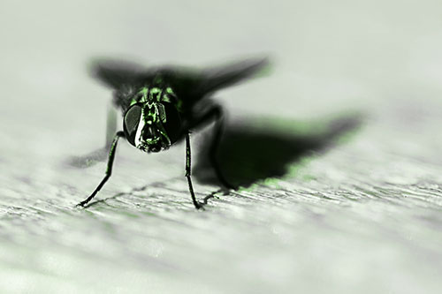 Blow Fly Standing Guard (Green Tone Photo)
