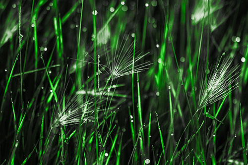 Blurry Water Droplets Clamp Onto Reed Grass (Green Tone Photo)