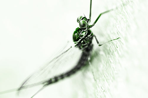 Body Bending Mayfly Resting Vertically (Green Tone Photo)