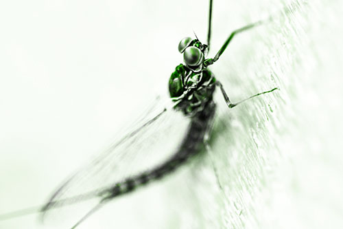Body Bending Mayfly Resting Vertically (Green Tone)