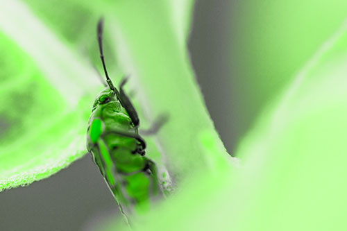Boxelder Beetle Crawling Up Plant Stem (Green Tone Photo)