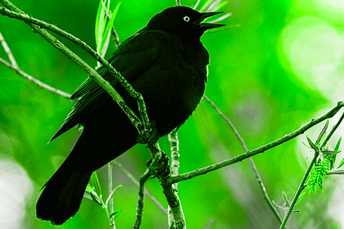 Brewers Blackbird Chirping Atop Sloping Branch (Green Tone Photo)