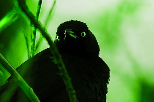 Brewers Blackbird Keeping Watch (Green Tone Photo)
