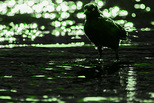 Brewers Blackbird Watches Water Intensely (Green Tone Photo)