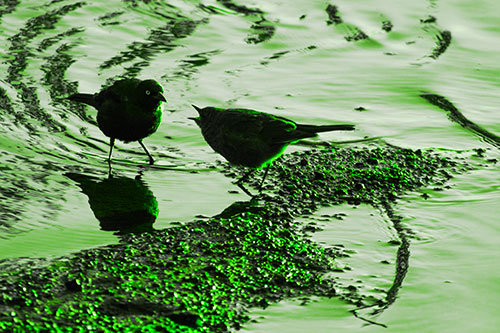 Brewers Blackbirds Feeding Along Shoreline (Green Tone Photo)