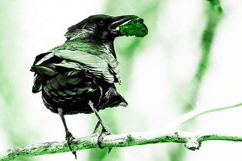 Brownie Crow Perched On Tree Branch (Green Tone Photo)