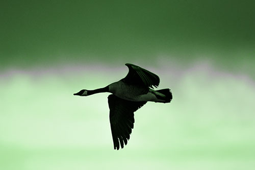 Canadian Goose Flying Among Sunrise (Green Tone Photo)