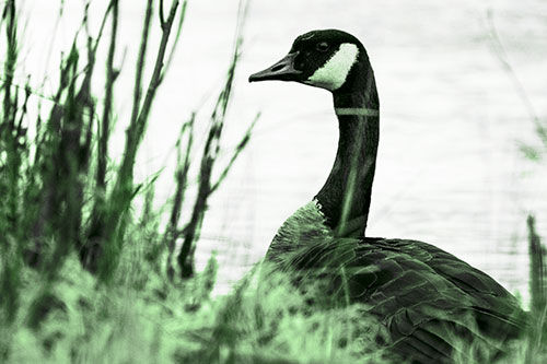 Canadian Goose Hiding Behind Reed Grass (Green Tone Photo)