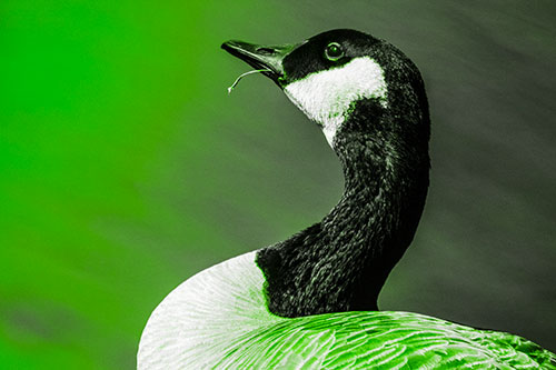 Canadian Goose Munches Single Grass Blade (Green Tone)
