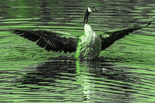 Canadian Goose Spreads Wings Among Lake Top (Green Tone)