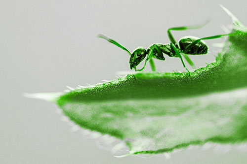 Carpenter Ant Crawls Across Spiky Thistle Leaf (Green Tone)