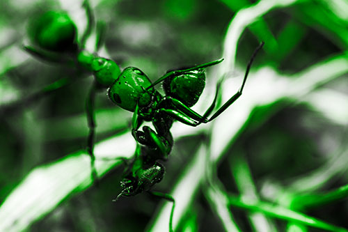 Carpenter Ant Uses Mandible Grips To Haul Dead Corpse (Green Tone Photo)