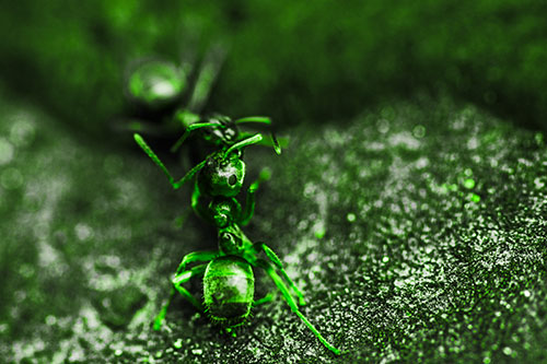 Carpenter Ants Battling Over Territory (Green Tone Photo)