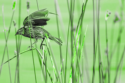Cattail Jumping Female Red Winged Blackbird (Green Tone)