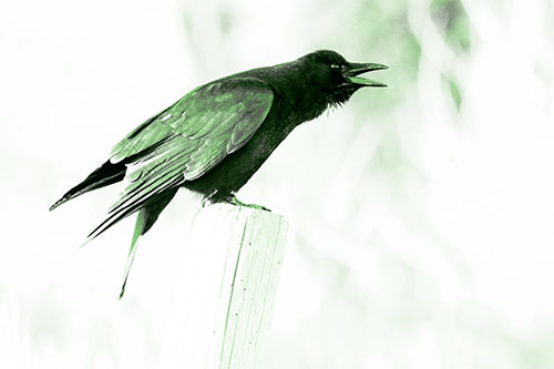 Cawing Crow Atop Crooked Wooden Post (Green Tone Photo)