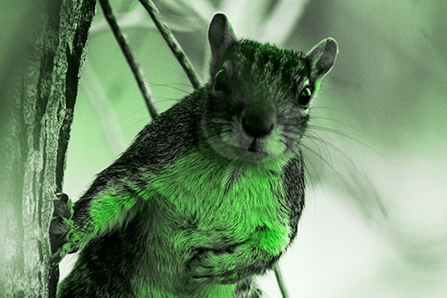 Chest Holding Squirrel Leans Against Tree (Green Tone Photo)