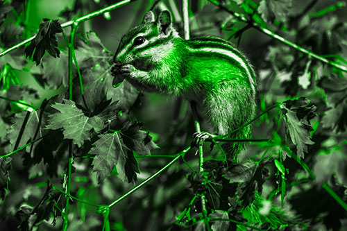 Chipmunk Feasting On Tree Branches (Green Tone Photo)